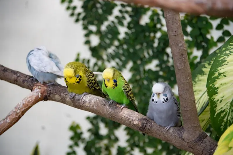 4 parakeets are sleeping on tree