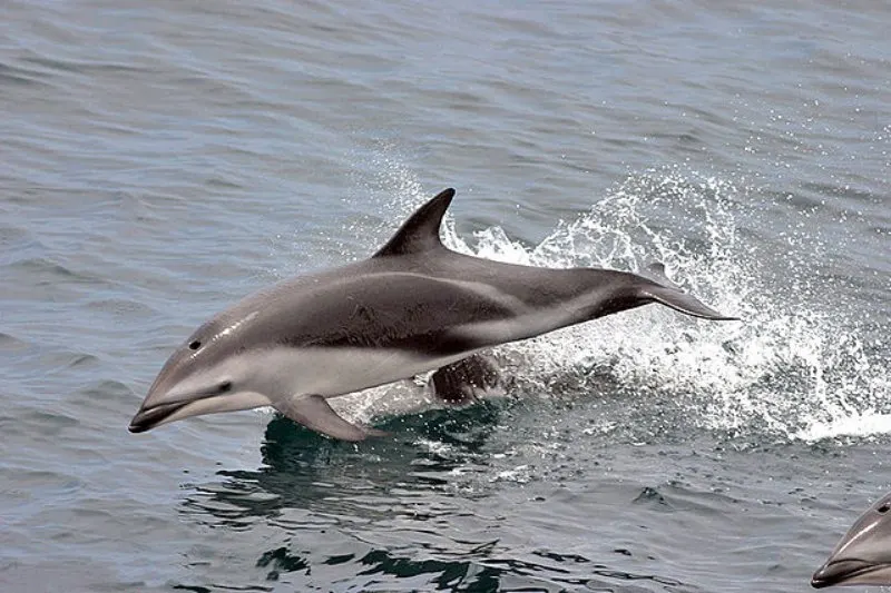 Jumping Dusky Dolphin