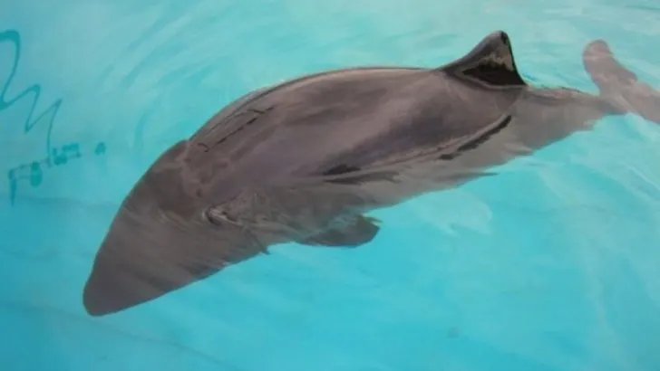 Dwarf Sperm Whale