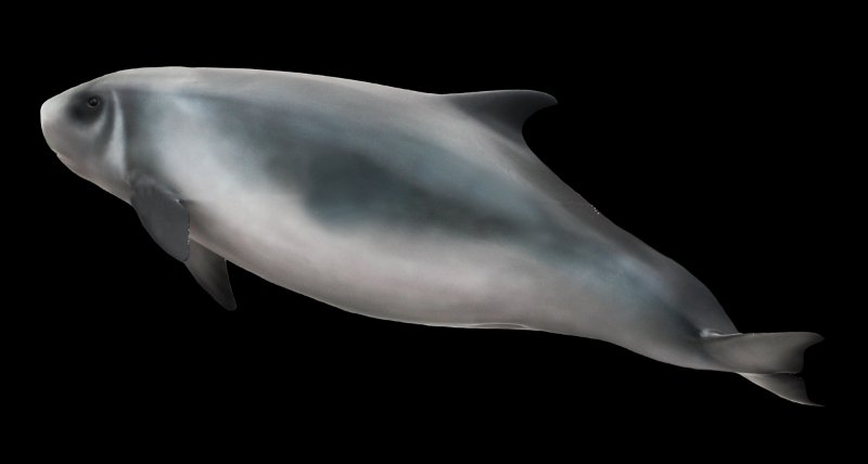 Model of Dwarf Sperm Whale
