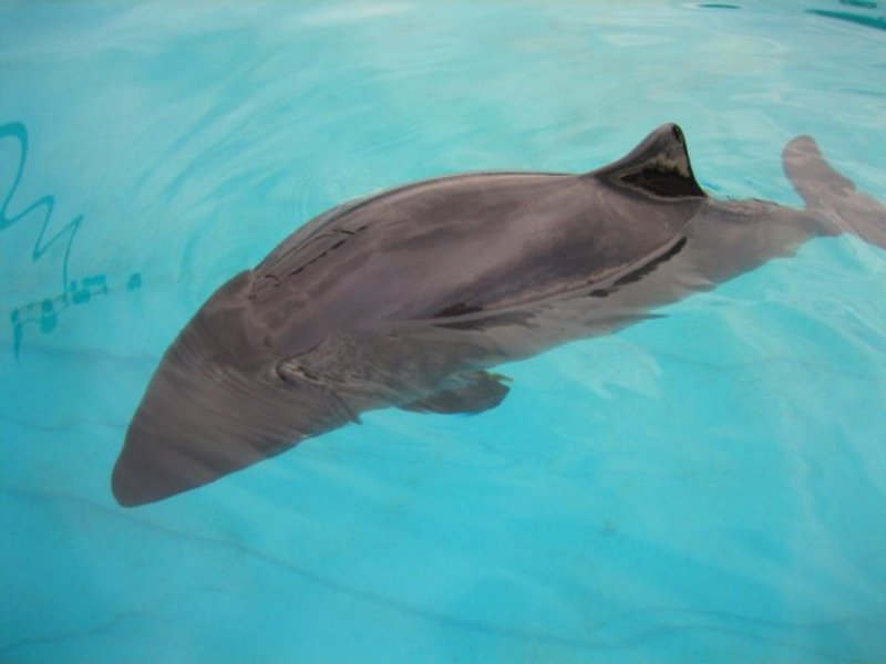 Dwarf Sperm Whale