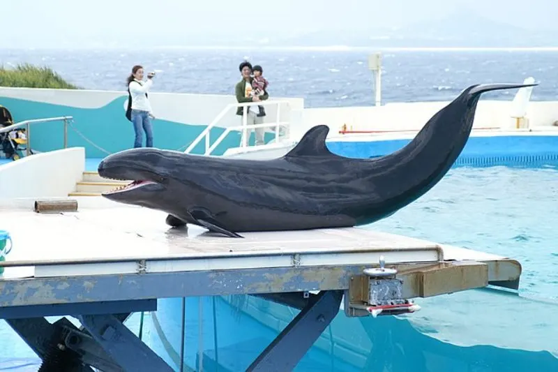 44 Different Types of Dolphins 19 False Killer Whale