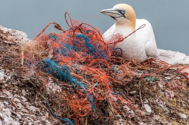 Tangled Fishing Nets