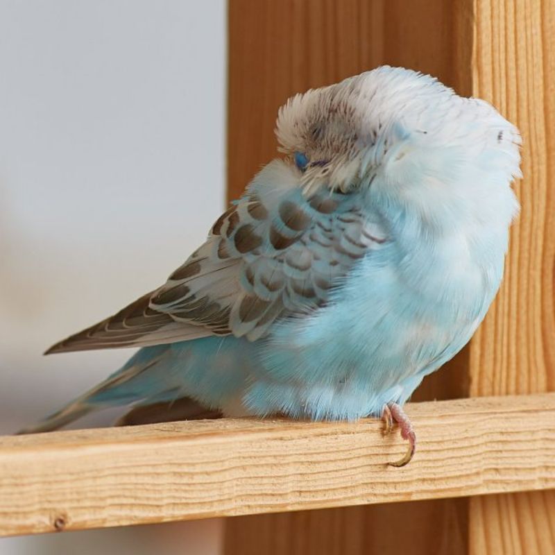 parakeets sleeping comfortably