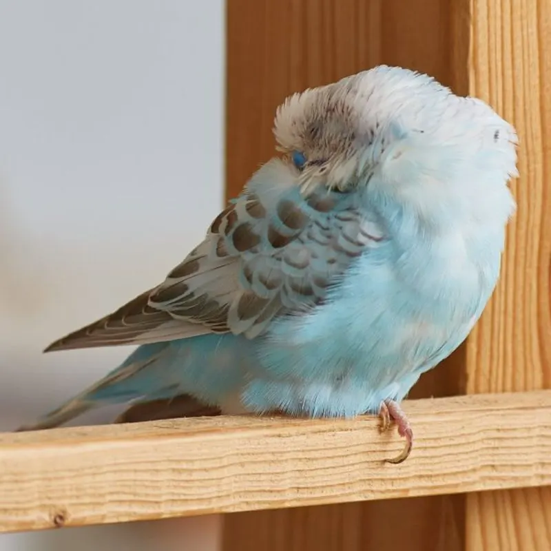 parakeets sleeping comfortably