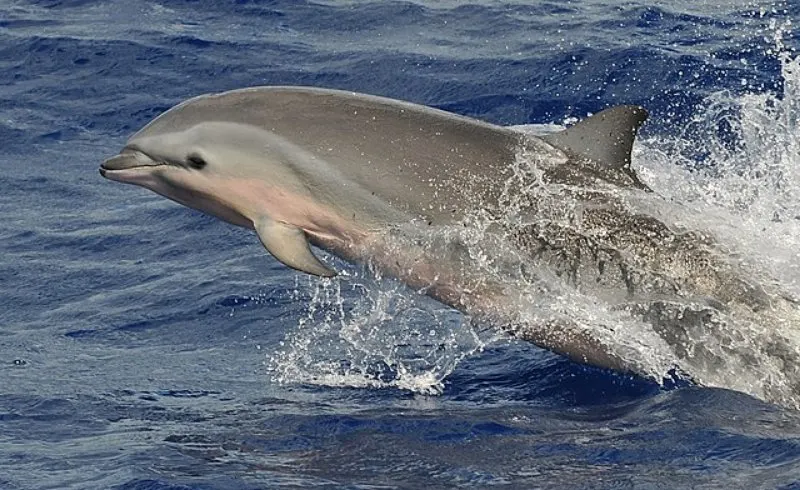 Jumping Fraser's Dolphin