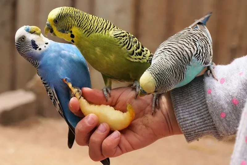 Parakeets eat Fruits and Vegetables
