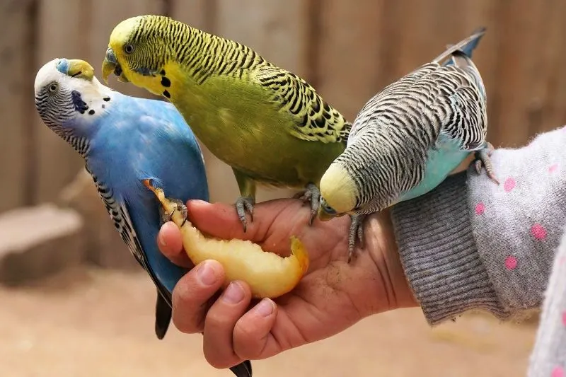 Can Parakeets Eat Worms? Everything You Need To Know 5 Parakeets eat Fruits and Vegetables