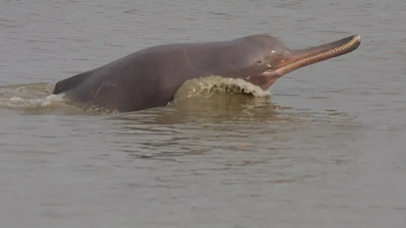 44 Different Types of Dolphins 21 Ganges River Dolphin