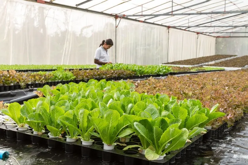 women monitoring spinach in the greenhouse