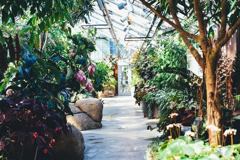 Greenhouse Plants and Trees