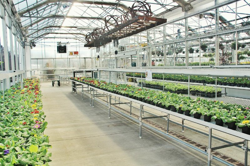 Different plants and saplings placed in the plant rack in greenhouse