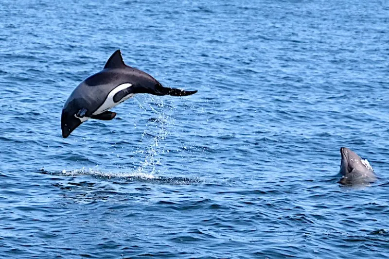 44 Different Types of Dolphins 22 Jumping Heaviside's Dolphin