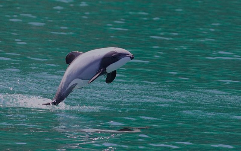 Jumping Hector's Dolphin