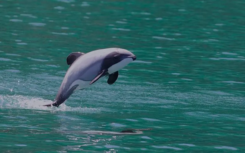 Jumping Hector's Dolphin