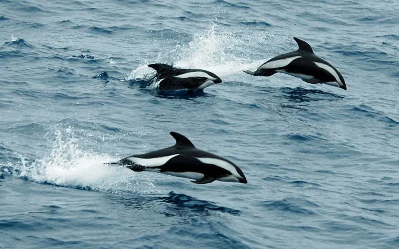 Group of Hourglass Dolphins