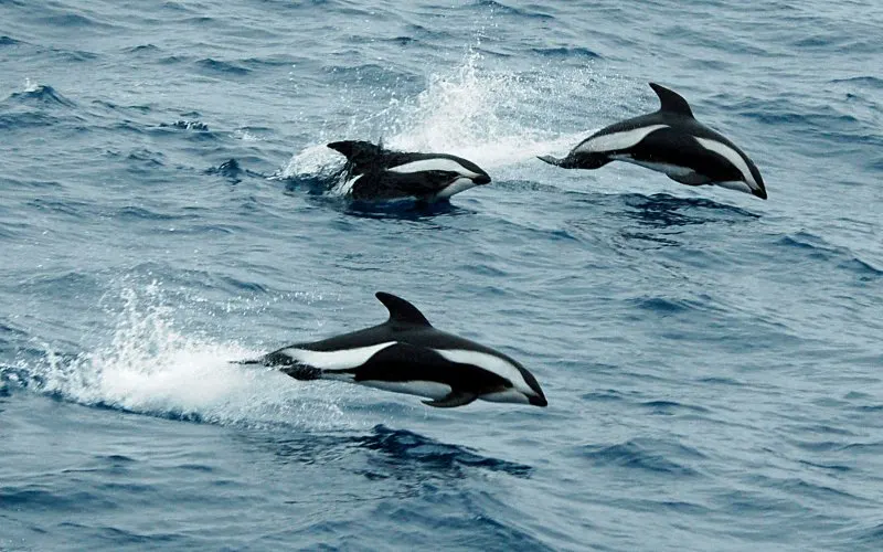 44 Different Types of Dolphins 24 Group of Hourglass Dolphins