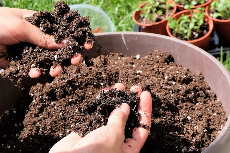 How Coco Coir and Perlite Can Help Each Other