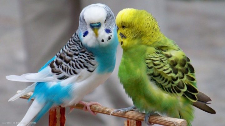 How do Parakeets Sleep