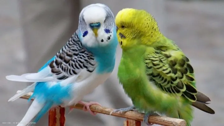 How do Parakeets Sleep
