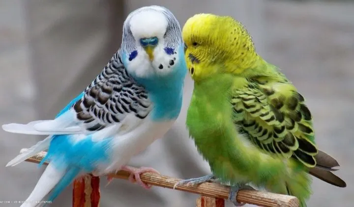 How do Parakeets Sleep