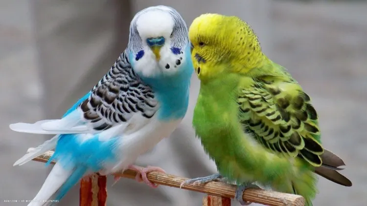 How do Parakeets Sleep? Everything That You Need To Know 1 How do Parakeets Sleep