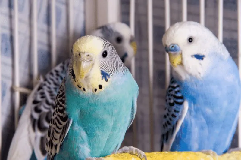 Parakeets inside a cage looking towards camera
