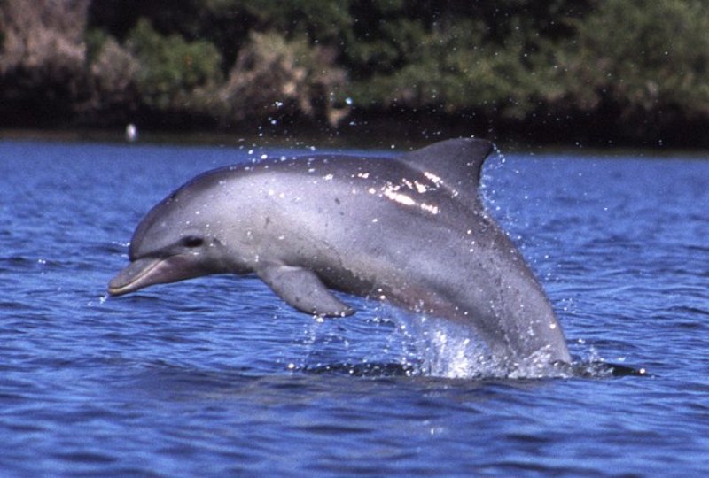 Jumping Indo-Pacific Bottlenose Dolphin