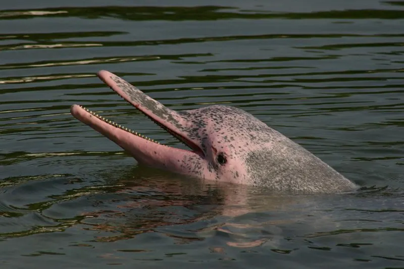 44 Different Types of Dolphins 14 Indo-Pacific Humpback Dolphin