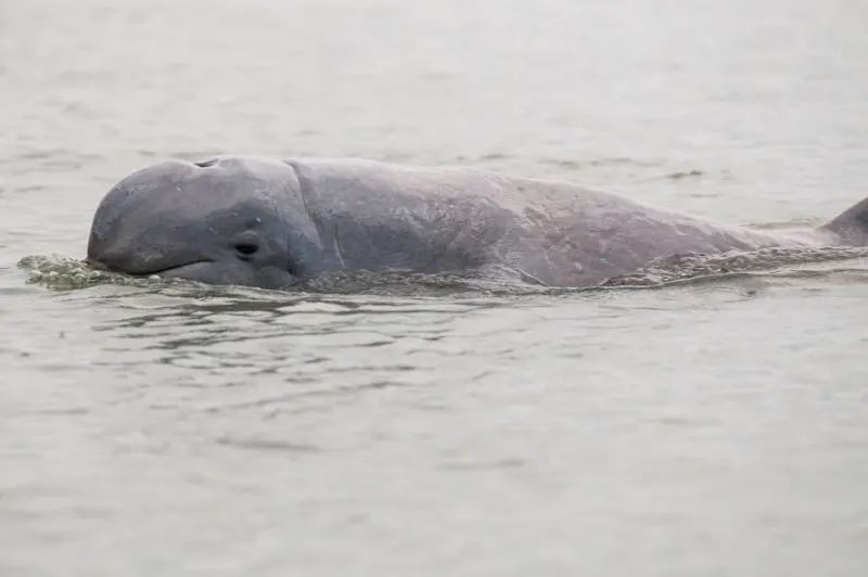 44 Different Types of Dolphins 26 Irrawaddy Dolphin