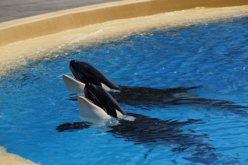 Killer Whales above the water surface