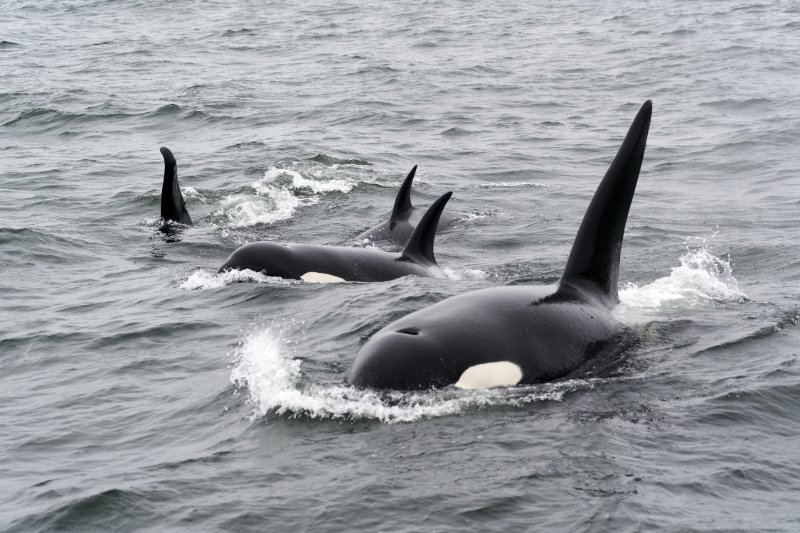 Group of Killer Whales in the ocean