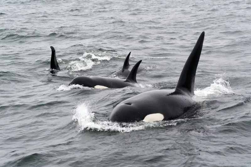 Killer Whale: Is This Animal Endangered? 3 Group of Killer Whales in the ocean