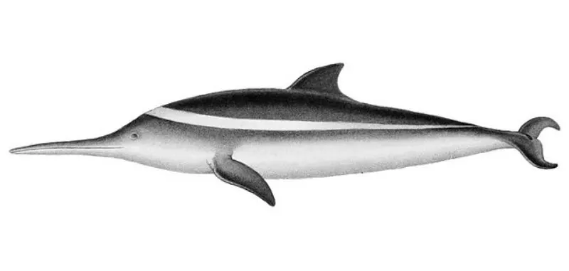 La Plata Dolphin Illustration