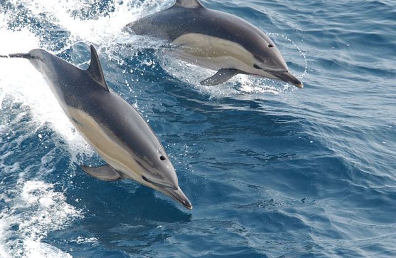 Long-Beaked Common Dolphins