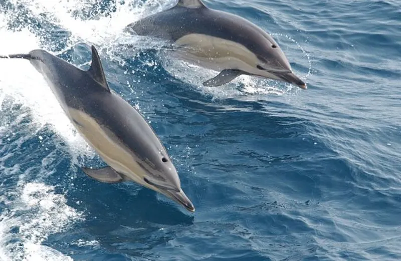 44 Different Types of Dolphins 29 Long-Beaked Common Dolphins