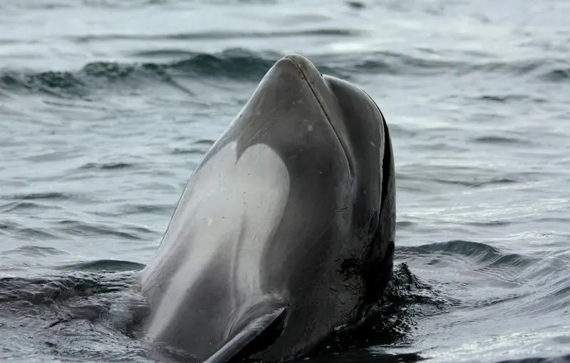 44 Different Types of Dolphins 30 Long-finned Pilot Whale