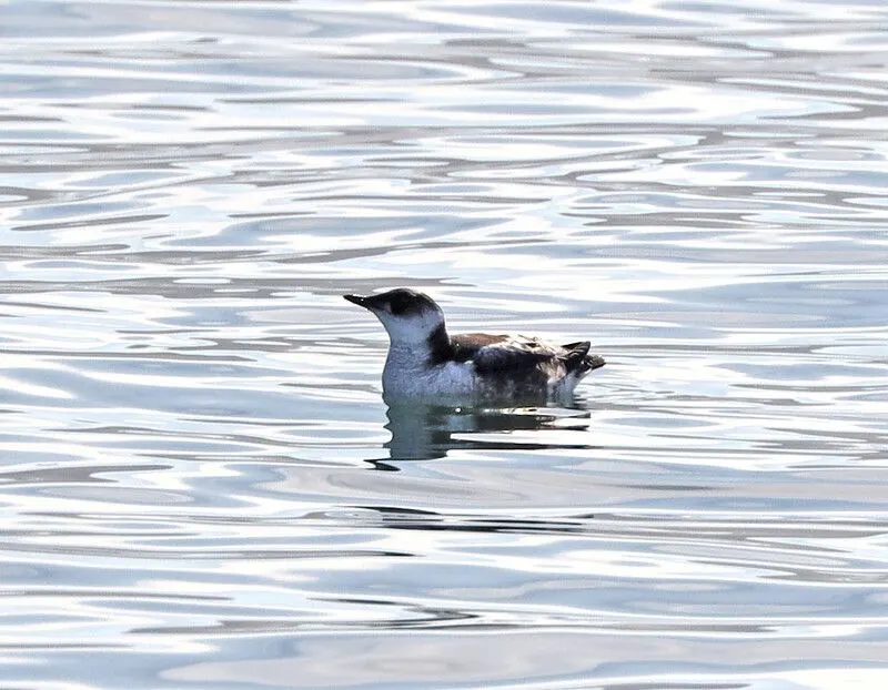 Marbled Murrelet