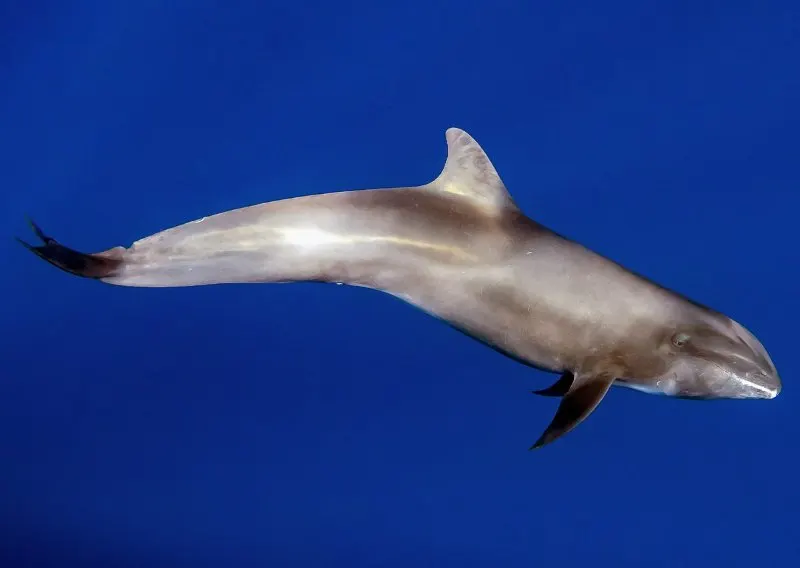 44 Different Types of Dolphins 31 Melon-headed Whale
