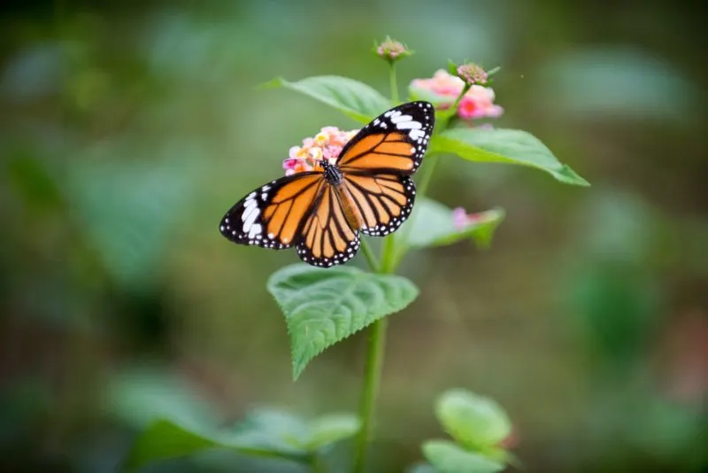 Monarch Butterfly