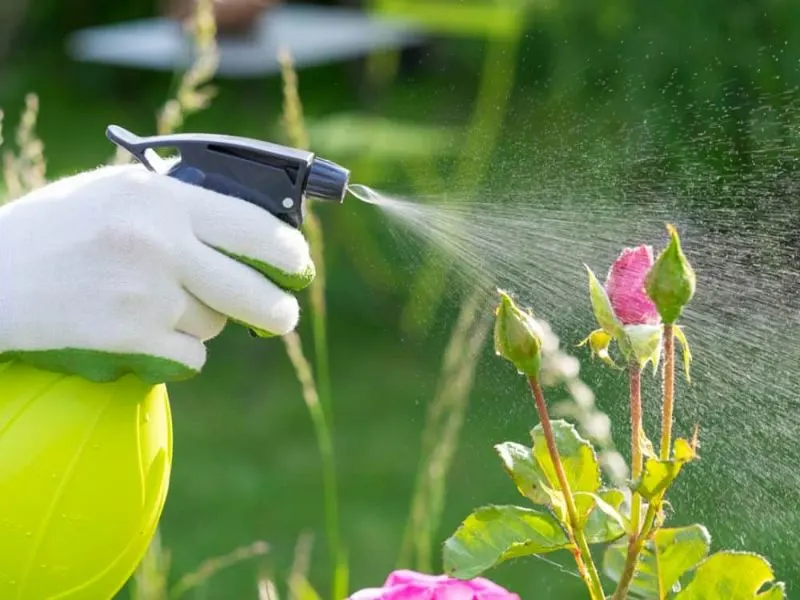 Can You Use Neem Oil on Herbs? Everything You Need to Know 4 Neem Oil Spray
