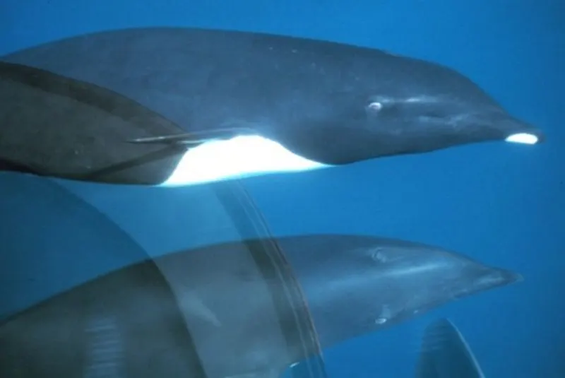 44 Different Types of Dolphins 32 Northern Right Whales