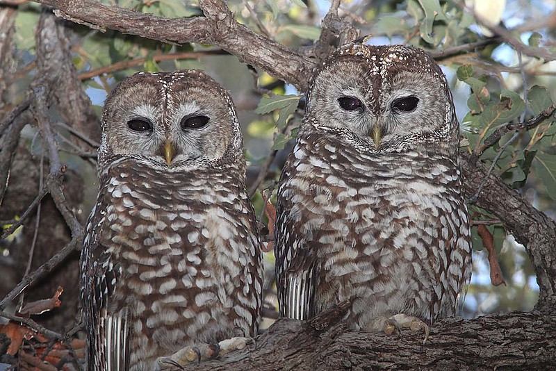 Northern Spotted Owl