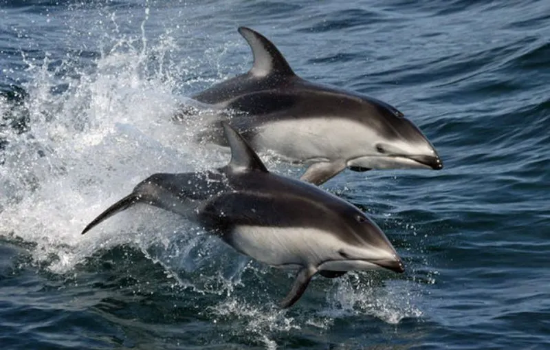 44 Different Types of Dolphins 33 Pacific White-Sided Dolphins