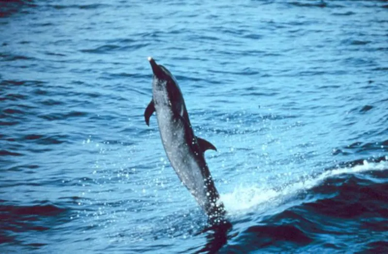 Jumping Pantropical Spotted Dolphin