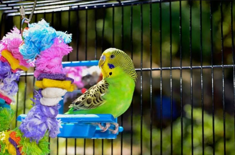 Parakeets in colorful cage