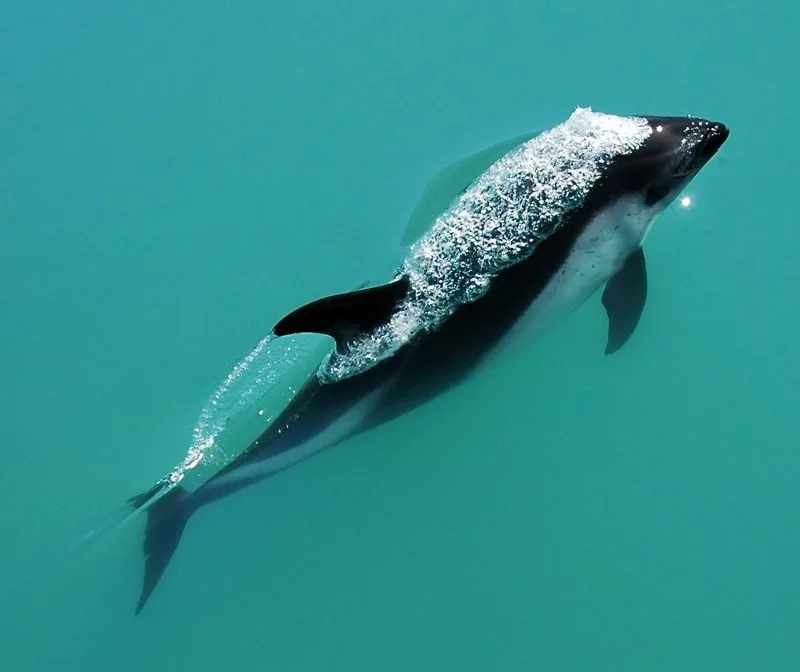 44 Different Types of Dolphins 35 Peale's Dolphin