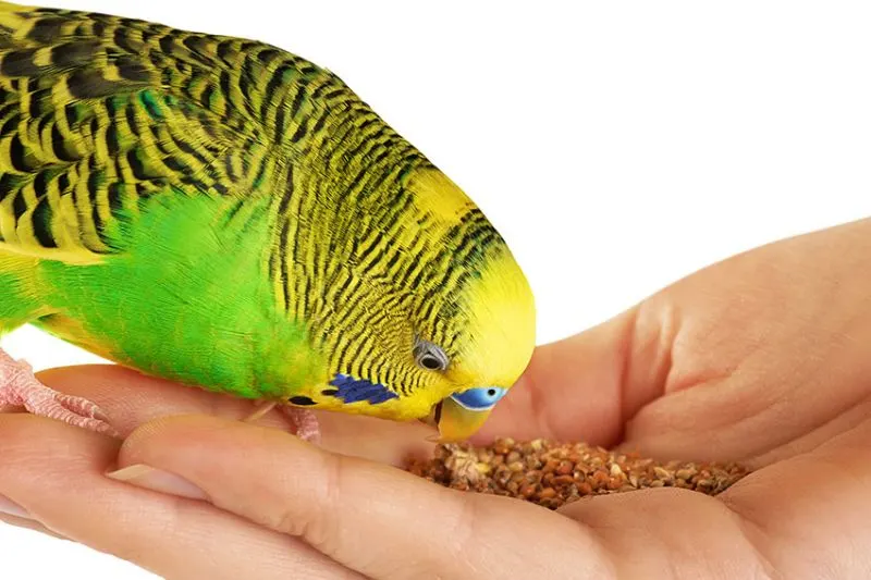 Parakeet is eating Pellets