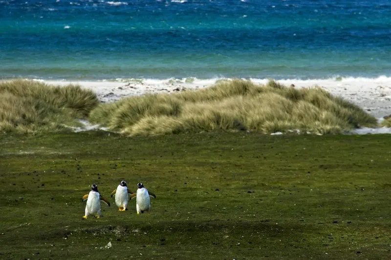 Group of Penguin