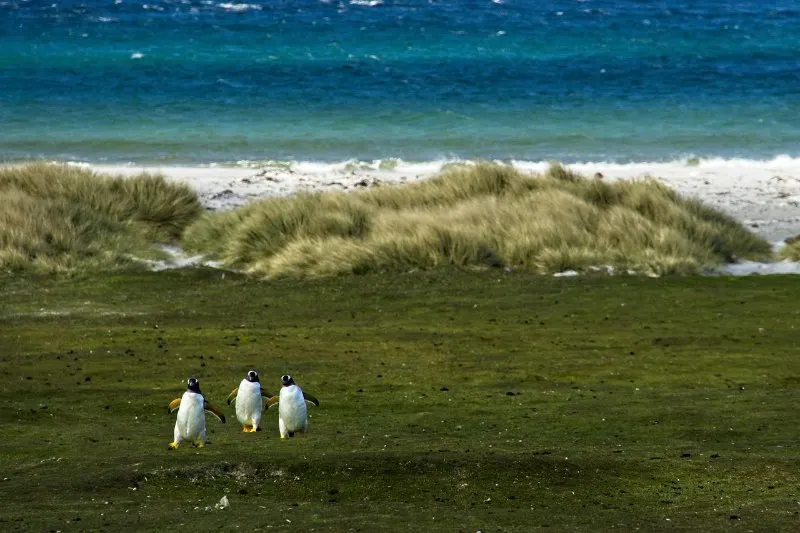 What is a Critical Habitat? Everything You Need to Know 2 Group of Penguin